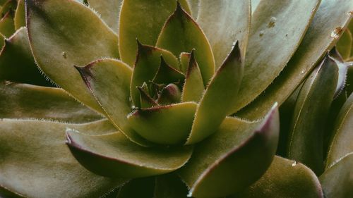 Close-up of prickly pear cactus