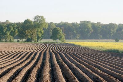 Scenic view of field against clear sky