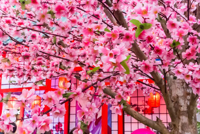 Pink cherry blossoms in spring