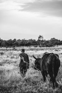 Black horse standing on field against sky