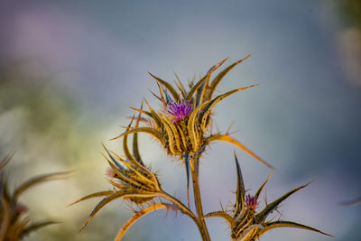 Close-up of wilted plant