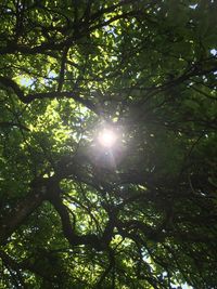 Low angle view of trees