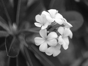 Close-up of frangipani blooming outdoors