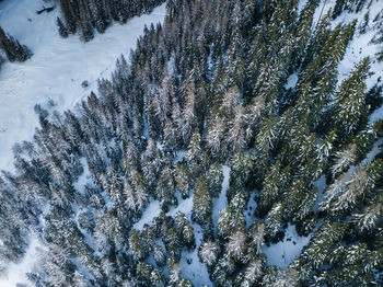 Pine trees on snow covered land