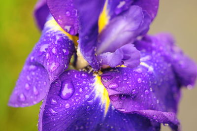 Close-up of water drops on pink flower