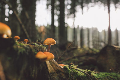 Close-up of mushrooms