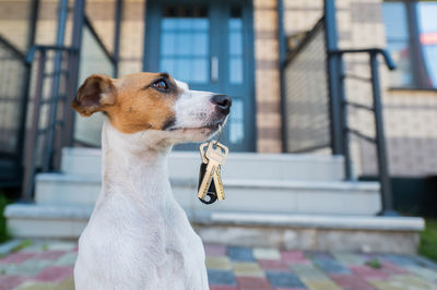 Close-up of dog looking away