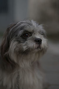 Close-up portrait of a dog