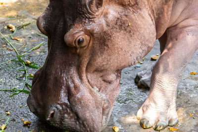 Close-up of elephant eating
