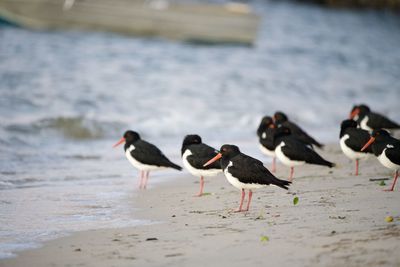 Seagulls on beach