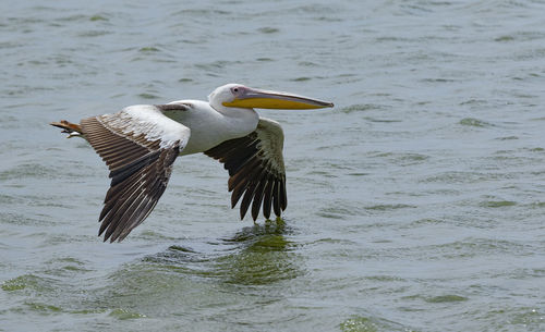 Bird in water