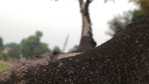 Close-up of tree trunk