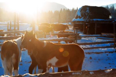 Dog in pasture