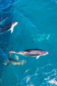 High angle view of fish swimming in sea