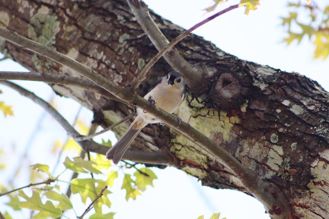 LOW ANGLE VIEW OF BIRD PERCHING ON TREE TRUNK