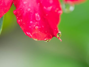 Close-up of water drops on red rose