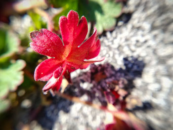 Close-up of red rose flower