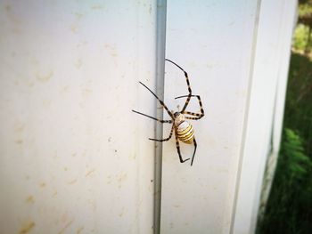 Close-up of spider on wall