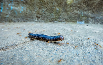 High angle view of insect on rock
