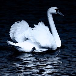 Birds in calm water