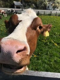 Close-up of cow on field