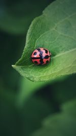 Close-up of ladybug on leaf