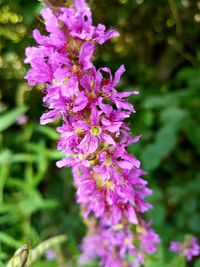 Close-up of purple flowers