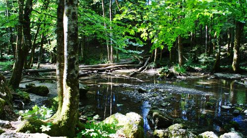 Scenic view of lake in forest