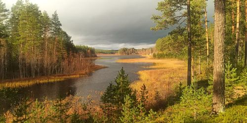 Scenic view of lake in forest against sky