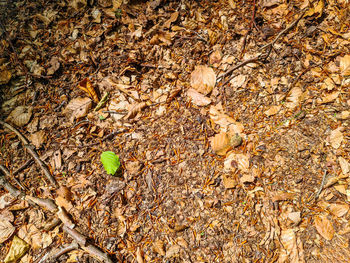 High angle view of dry leaves on field