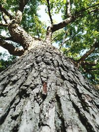 Low angle view of tree trunk