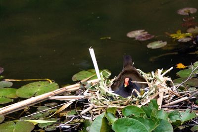 Bird perching on a lake