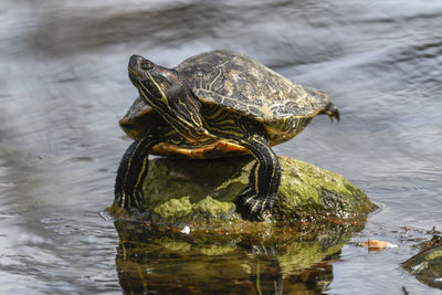 Cute turtles rest at sun on pond