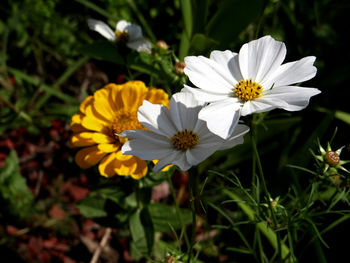 Close-up of yellow cosmos flowers blooming outdoors