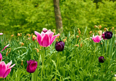 Close-up of pink flowering plants