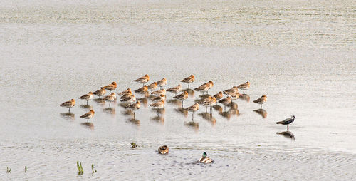 Flock of birds in water