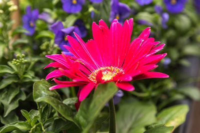 Close-up of red flower blooming outdoors