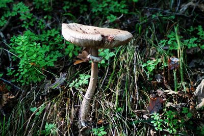 Close-up of mushroom on grass in forest