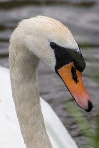 Close-up of swan swimming in lake