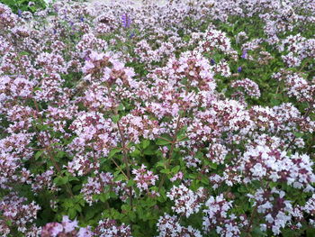 High angle view of pink flowering plants on field