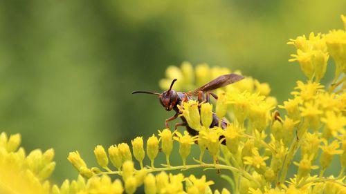 Close-up of insect on yellow flower