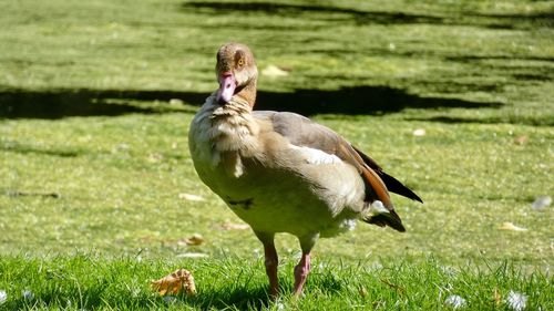 Bird standing in a field