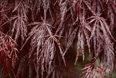 Full frame shot of dry leaves