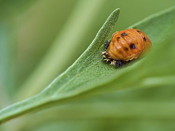 Close-up of insect on leaf