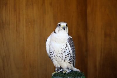 Close-up of eagle perching on floor