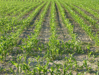 Crops growing on field