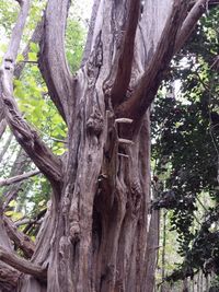 Low angle view of tree trunk