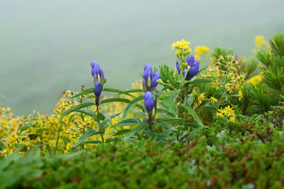 Close-up of purple flowering plants on field