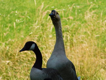 Close-up of mallard duck on field