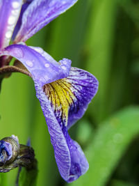 Close-up of purple iris flower